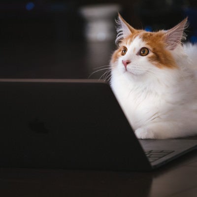 モフモフの秘書猫の写真