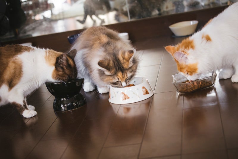 猫たちのご飯タイムの写真
