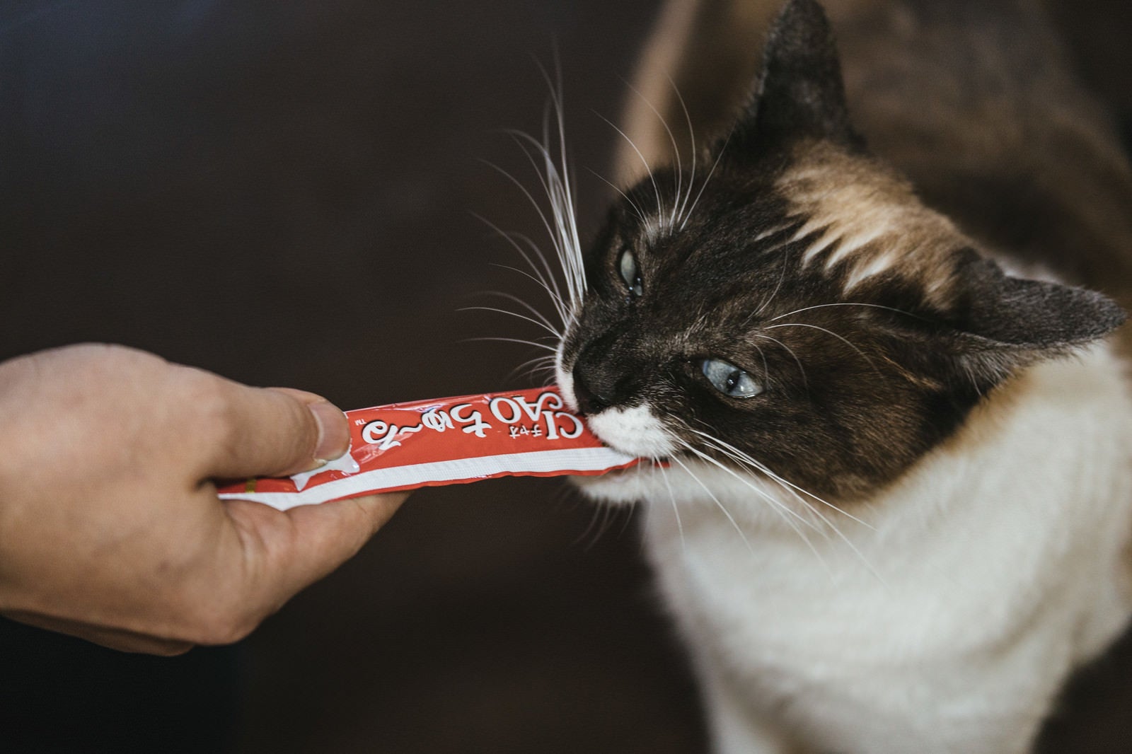 「猫まっしぐら！　狂った用にチュールを食べる猫」の写真［モデル：プー］