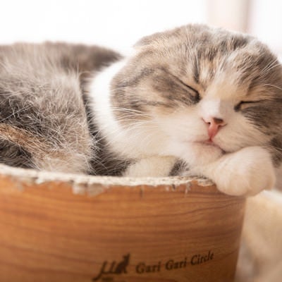 気持ちよくお眠り中のスコティッシュフォールドの写真