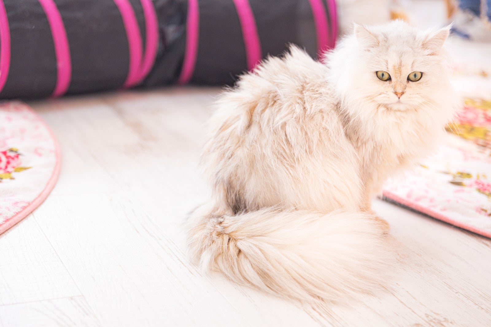 「くっきりとしたアイラインのペルシャ猫」の写真