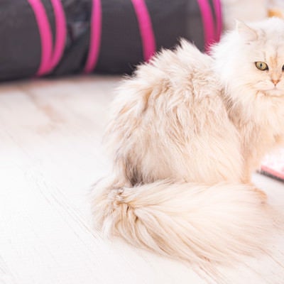 くっきりとしたアイラインのペルシャ猫の写真