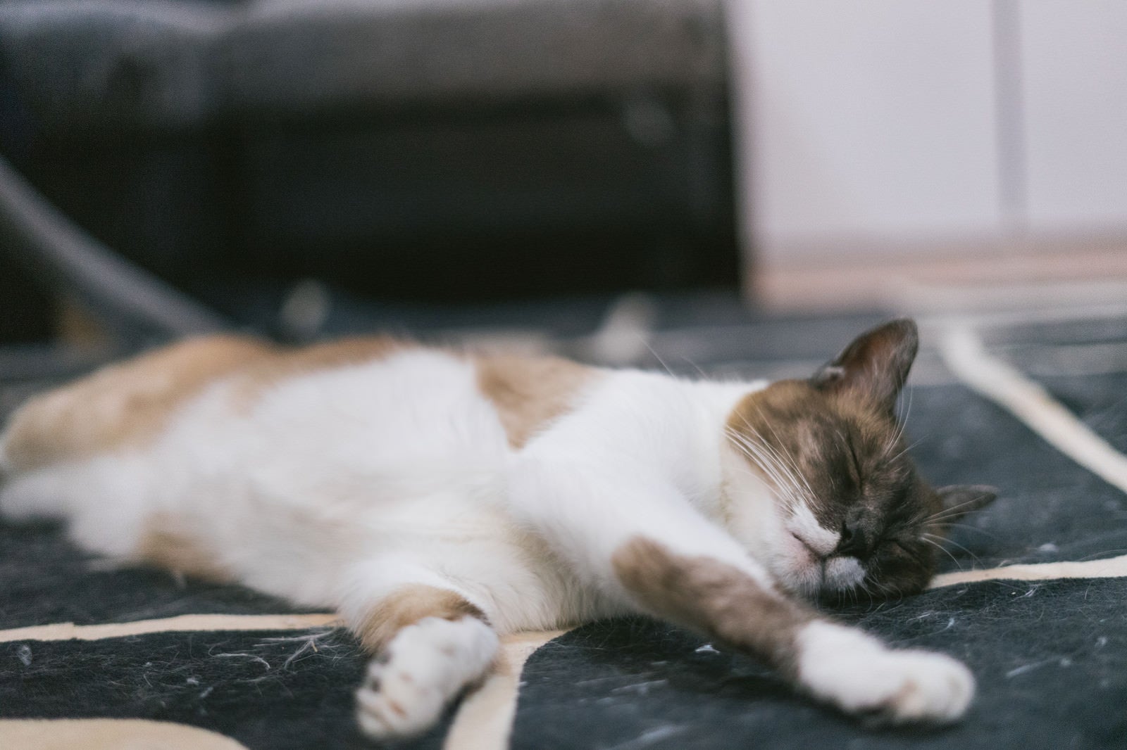 「突然の寝落ち猫」の写真［モデル：プー］