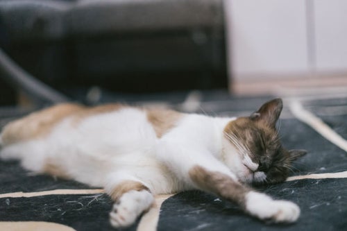 突然の寝落ち猫の写真