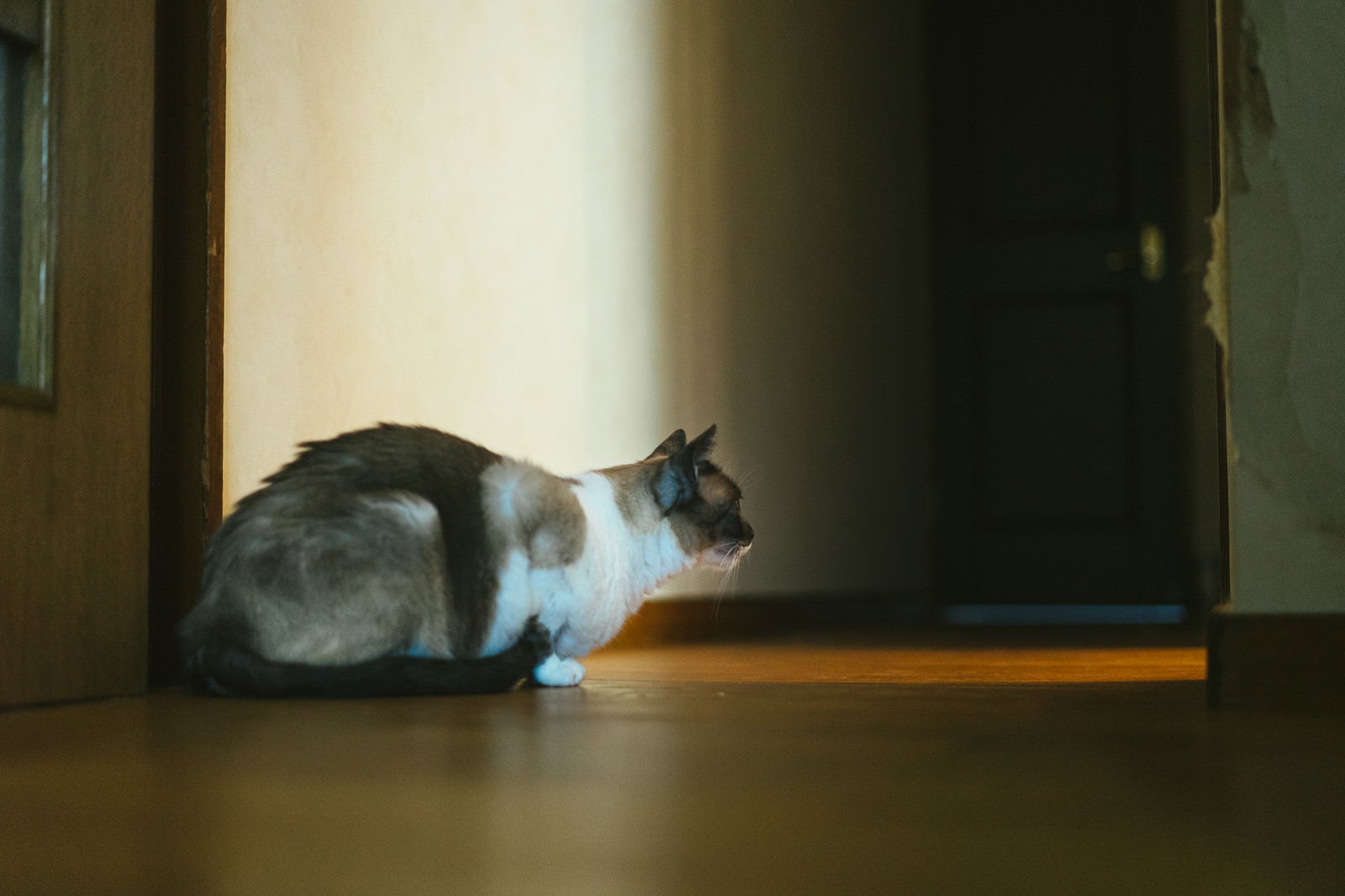 「出待ち猫」の写真［モデル：プー］