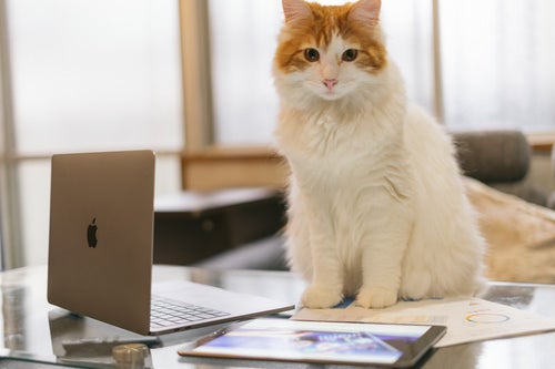 MacBookとiPadを駆使する猫エンジニアの写真