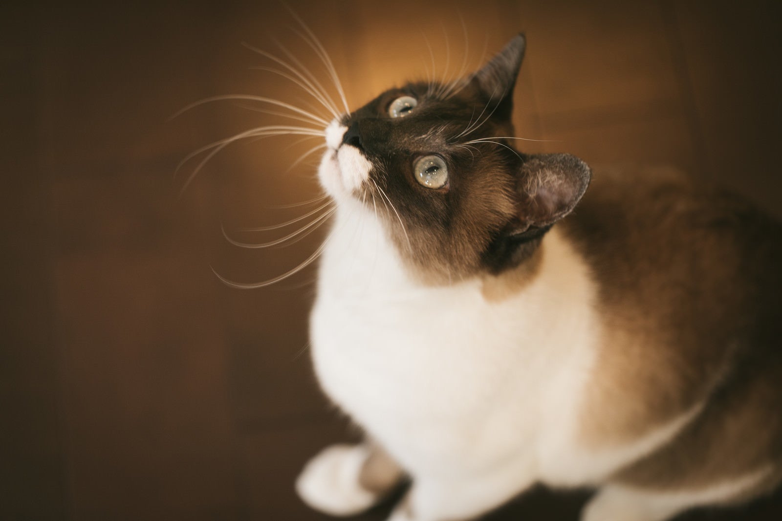「上を見上げる愛猫」の写真［モデル：プー］