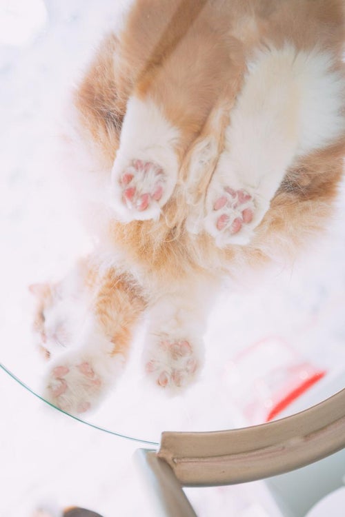 透明な台の下から猫の肉球を楽しむの写真