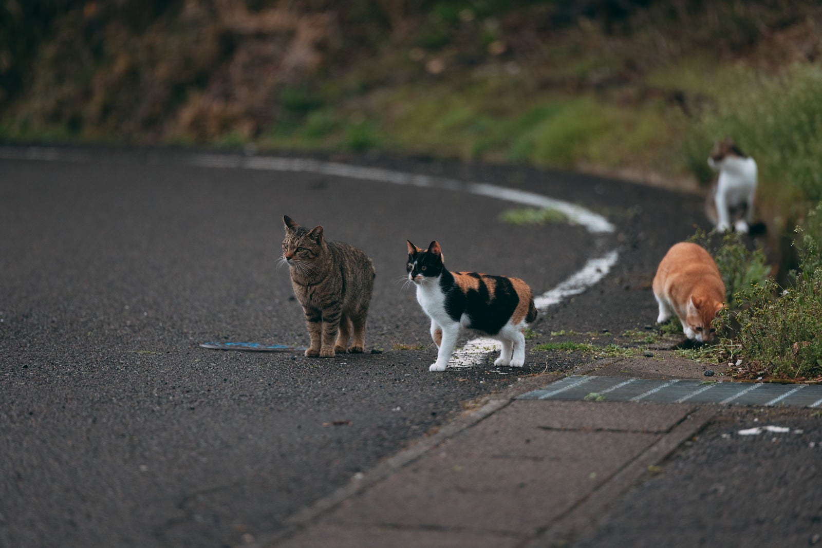 「車道の野良猫」の写真