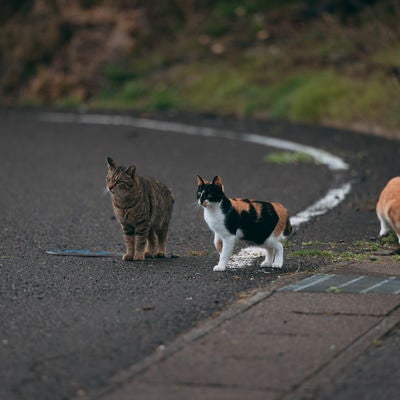 車道の野良猫の写真