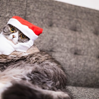 クリスマス雰囲気を楽しむ猫（スコティッシュフォールド）の写真