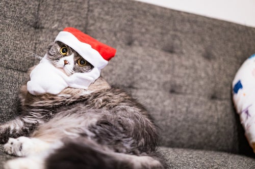 クリスマス雰囲気を楽しむ猫（スコティッシュフォールド）の写真