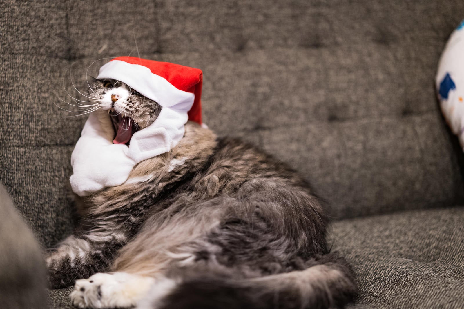 「クリスマスモードに飽きた猫」の写真