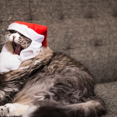 クリスマスモードに飽きた猫の写真