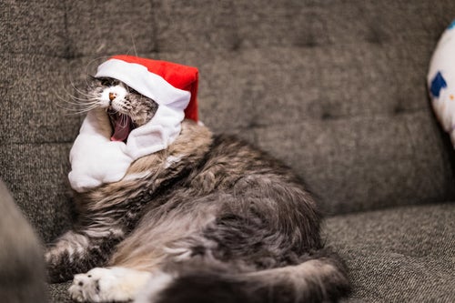 クリスマスモードに飽きた猫の写真
