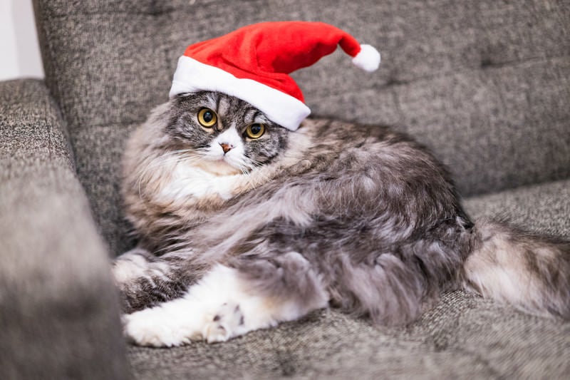 サンタ帽をかぶった猫の写真