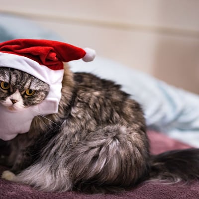 クリスマス寝過ごした猫の写真