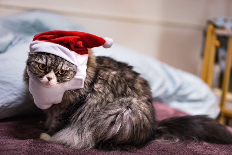 クリスマス寝過ごした猫の写真