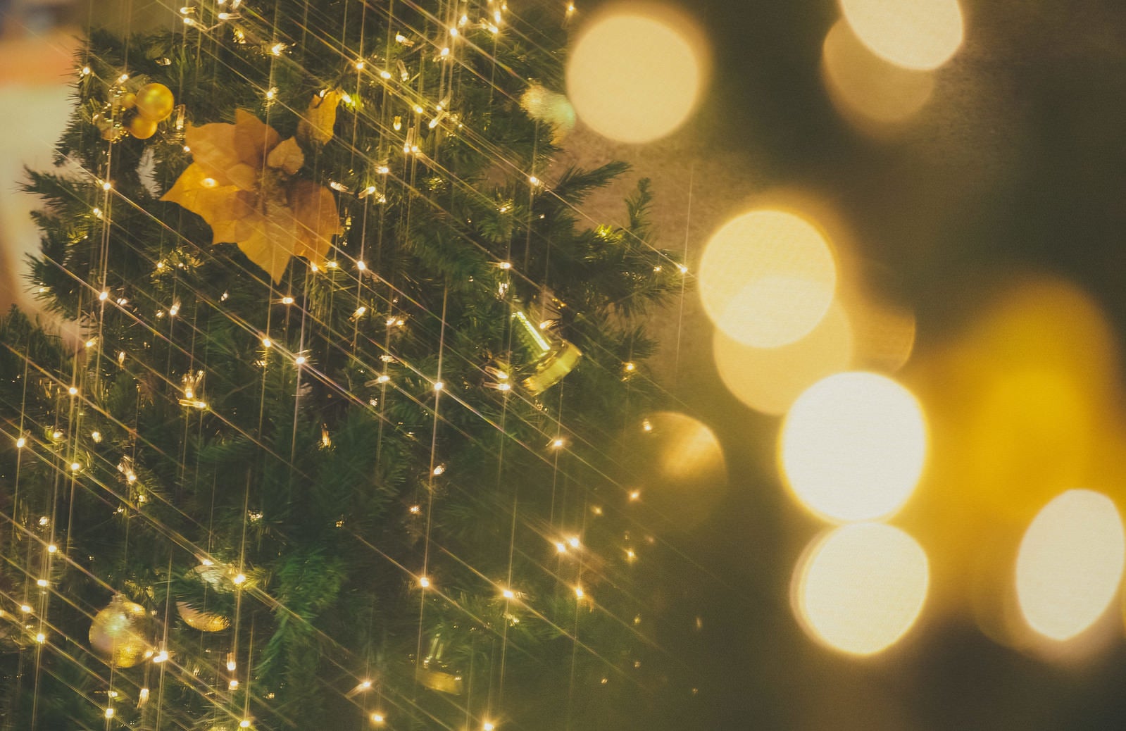 「ライトアップとクリスマスツリー」の写真