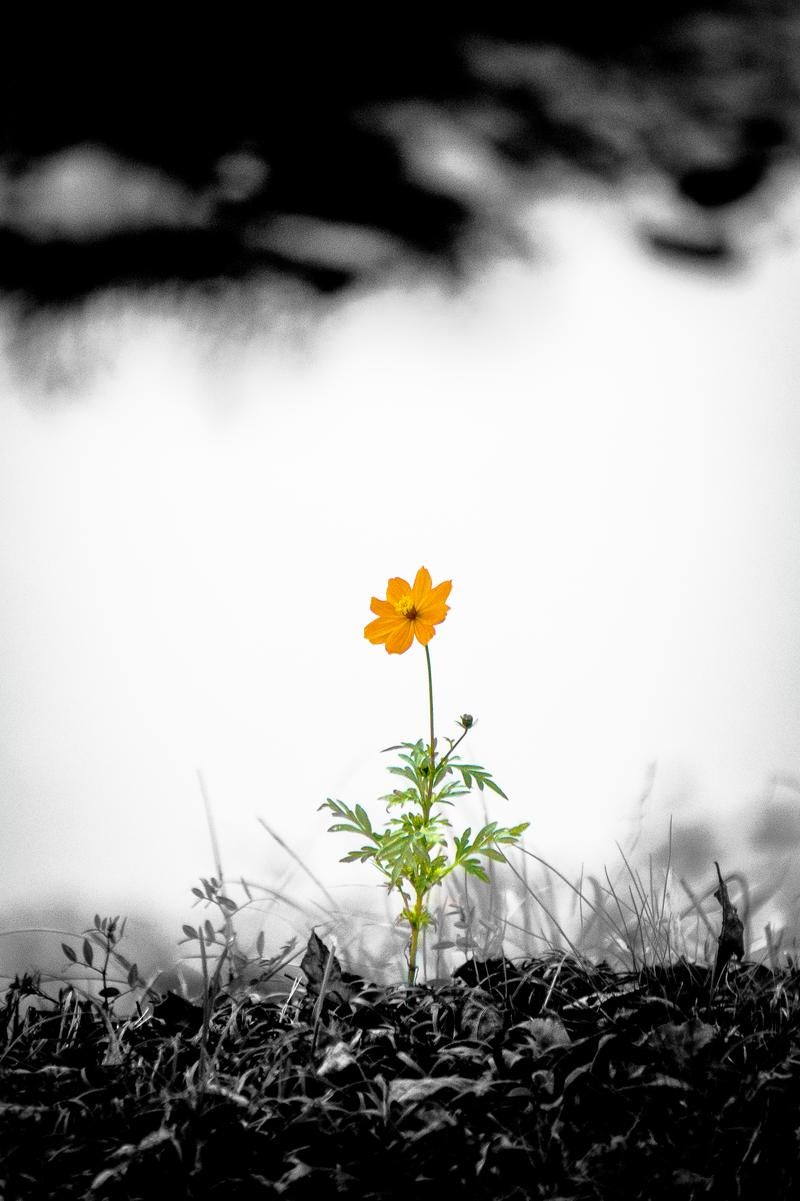「一輪のコスモスの花」の写真