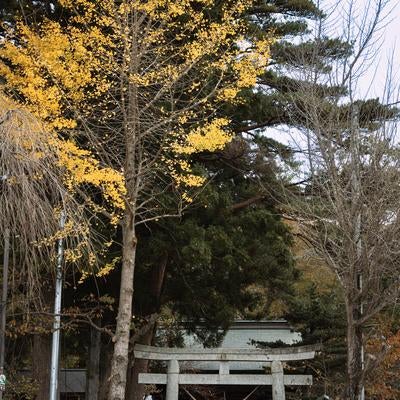 紅葉する銀杏と陽日熊野神社（岳温泉神社）の写真