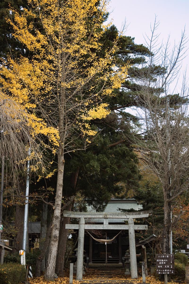 「紅葉する銀杏と陽日熊野神社（岳温泉神社）」の写真