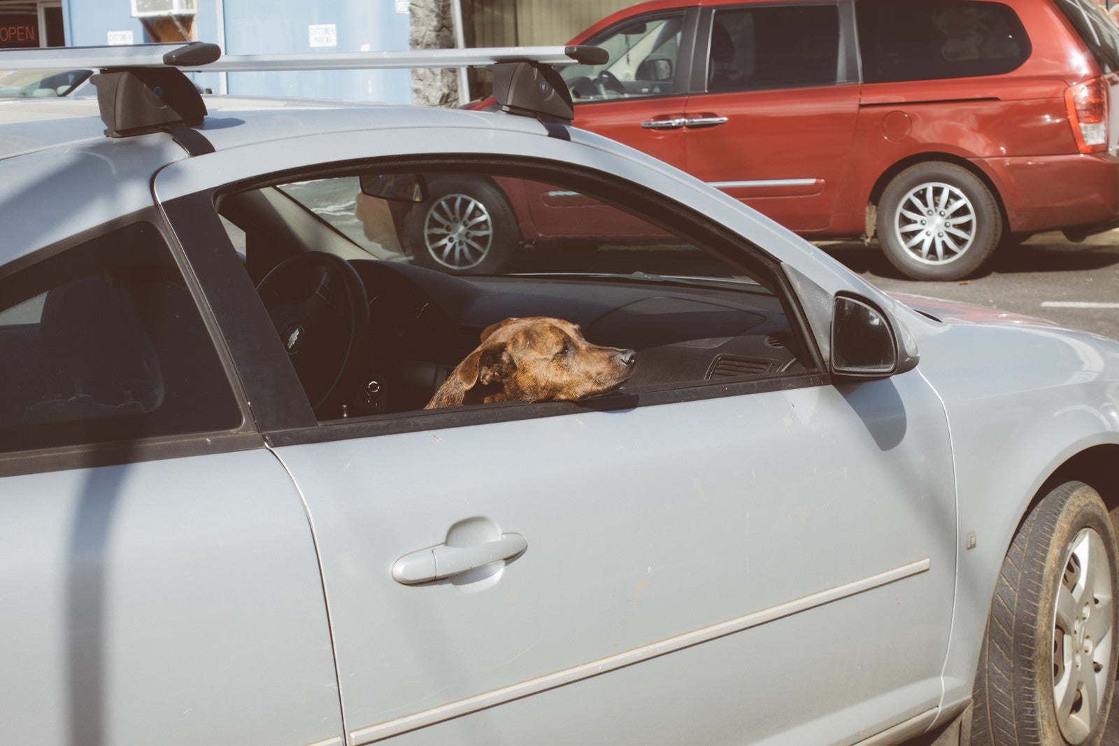 「買い物中の飼い主を待つ犬」の写真