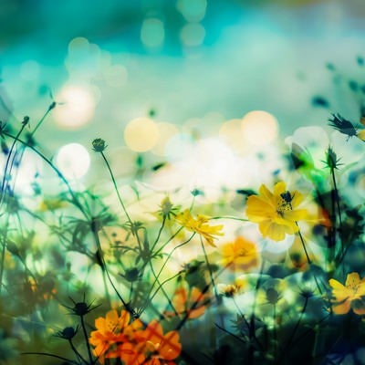 秋の野花畑に咲くコスモスのフォトモンタージュの写真