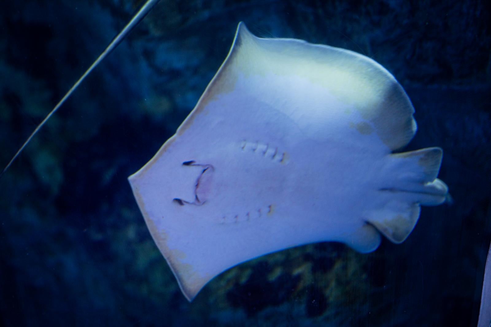 白いエイが青い水中を泳いでいる水族館の風景