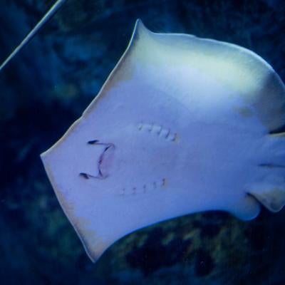 深い青色の水中を優雅に泳ぐ白く淡い色合いのエイの姿の写真