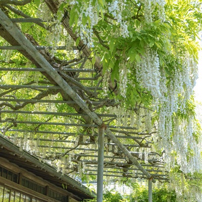 英勝寺（尼寺）に咲く藤の花の写真
