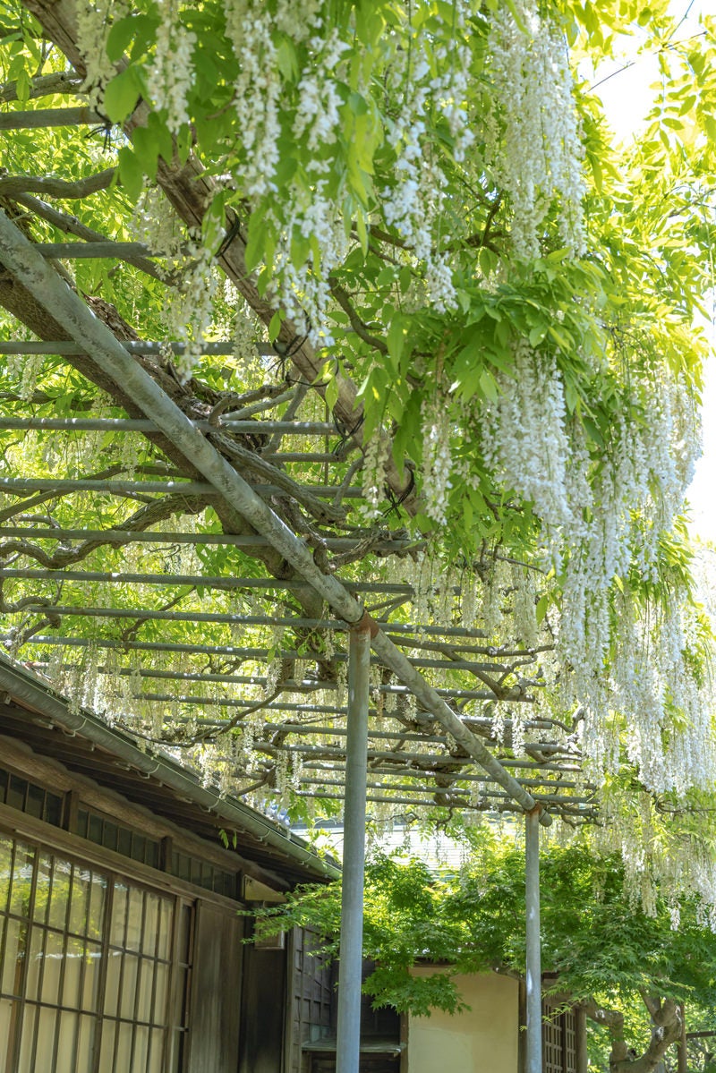 「英勝寺（尼寺）に咲く藤の花」の写真