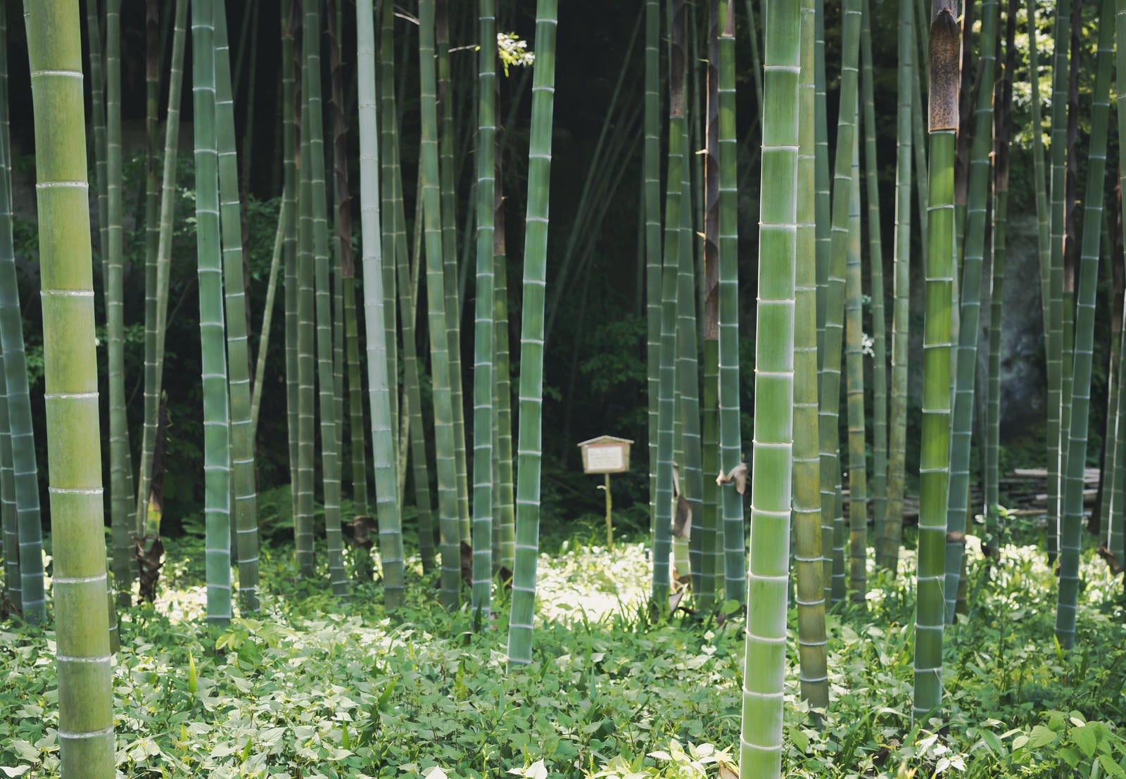 「英勝寺の竹林」の写真