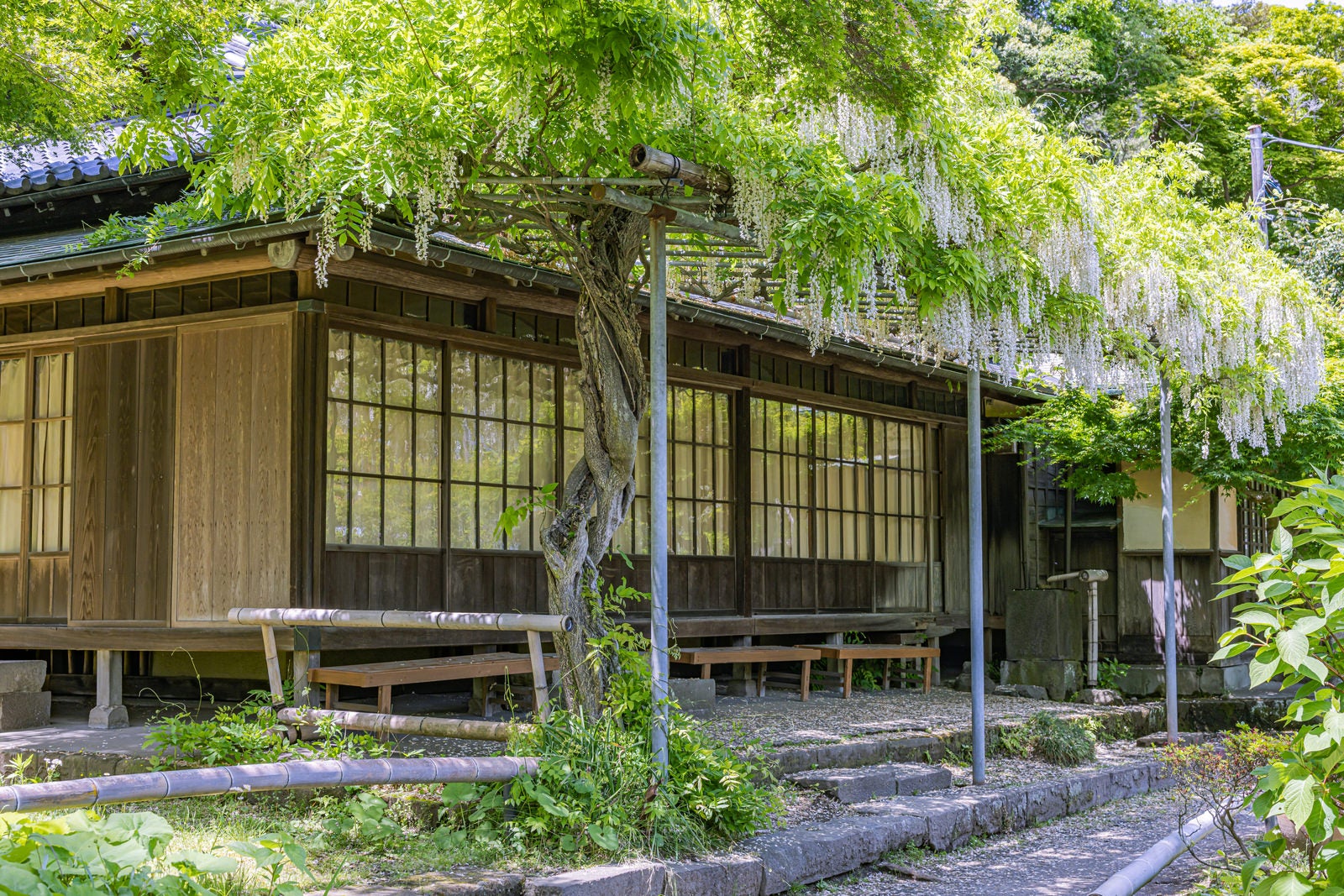 「英勝寺に咲く藤棚の様子」の写真