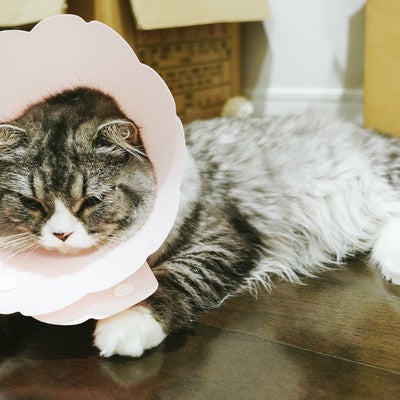 エリザベスカラーを着けられて凹んでるオス猫（スコティッシュフォールド）の写真
