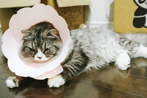 エリザベスカラーを着けられて凹んでるオス猫（スコティッシュフォールド）の写真