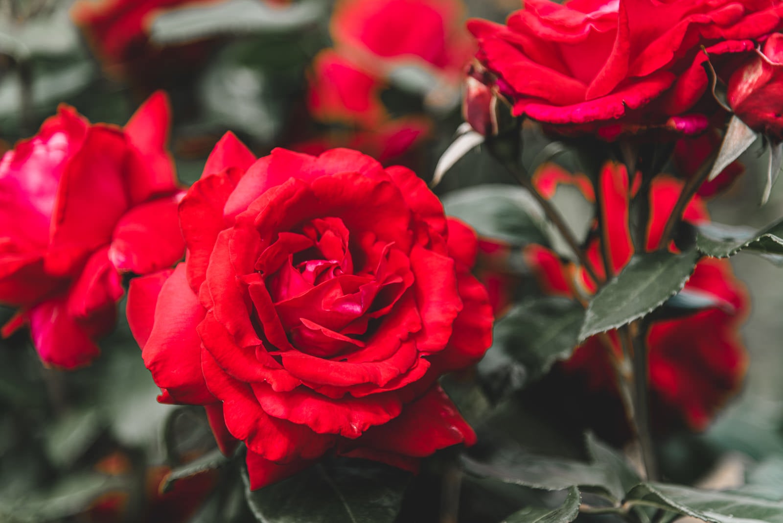 「真紅の薔薇」の写真