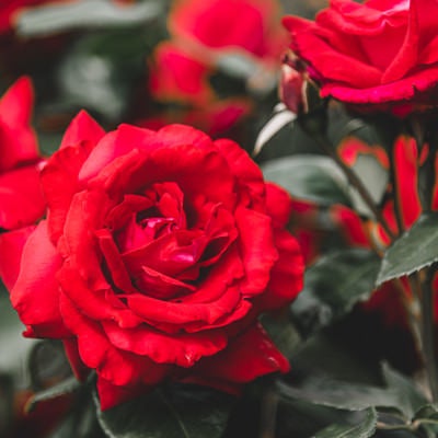 真紅の薔薇の写真