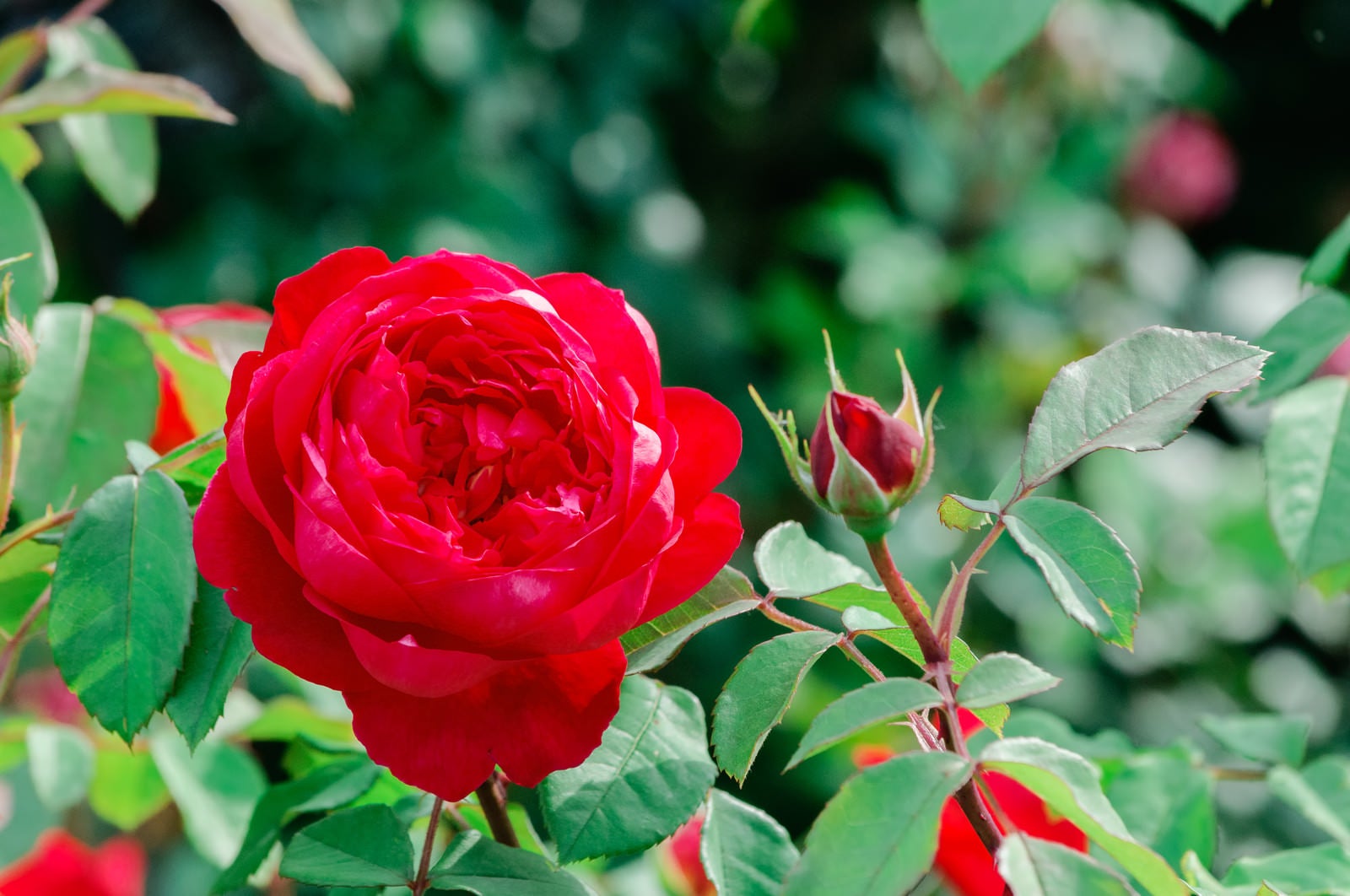 「初夏の光と赤いバラ」の写真