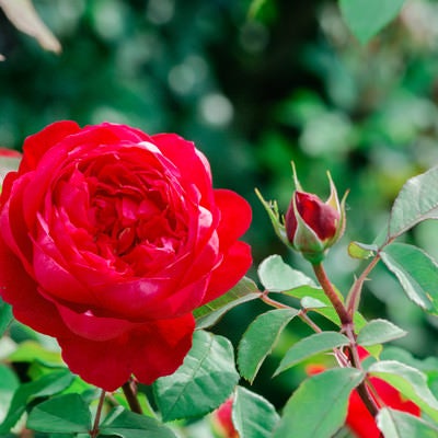 初夏の光と赤いバラの写真