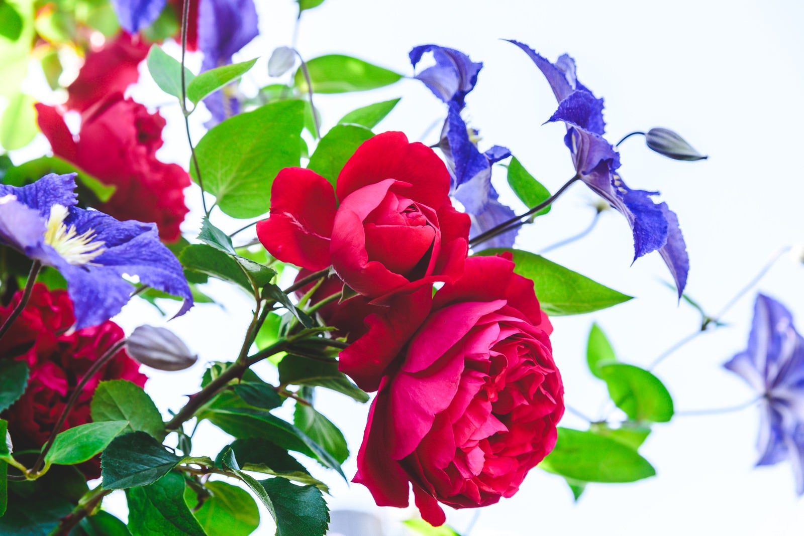 「薔薇とクレマチス」の写真