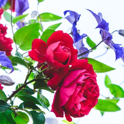 薔薇とクレマチスの写真