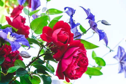 薔薇とクレマチスの写真