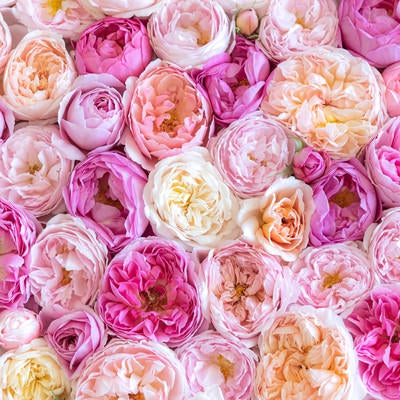 ピンクの薔薇を敷き詰めたテクスチャーの写真