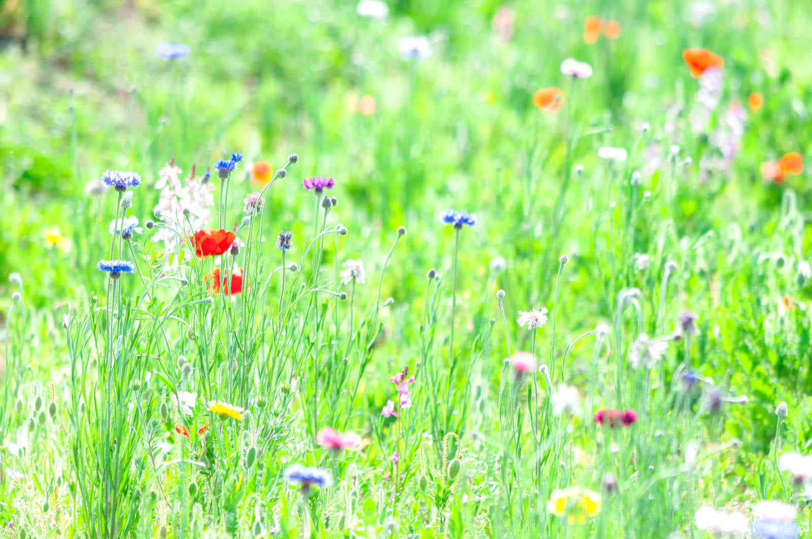 「春の草花」の写真