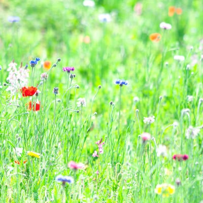 春の草花の写真