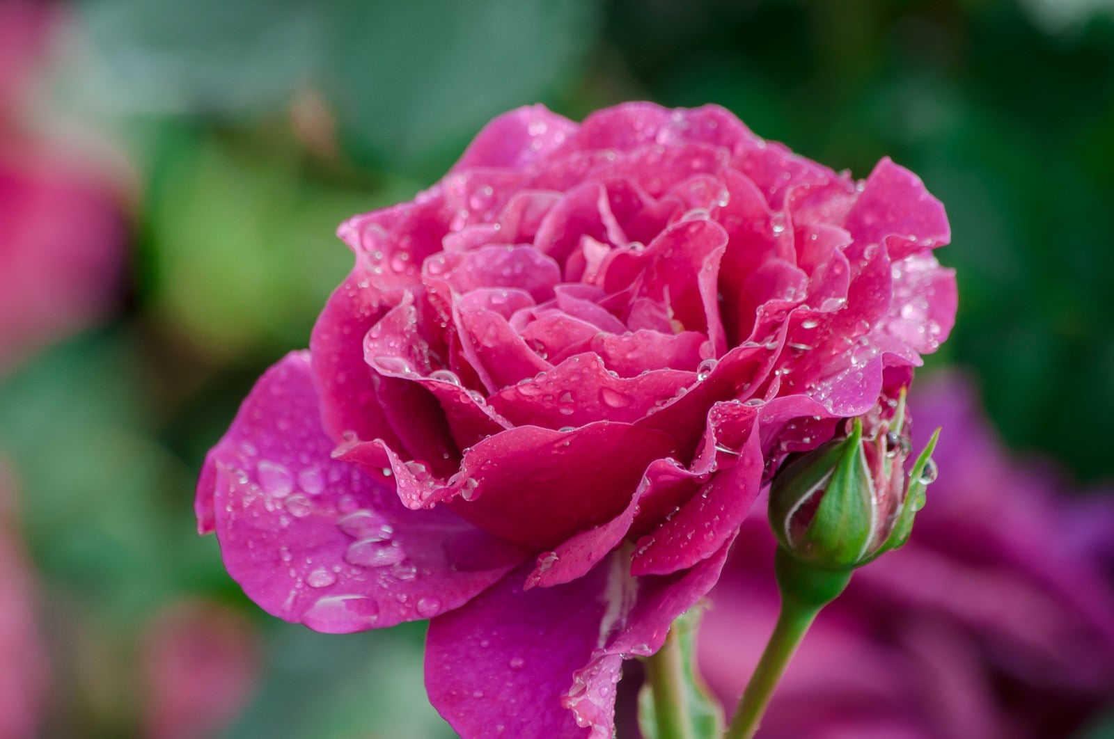 「雨にぬれたピンク色のバラ」の写真