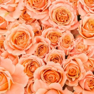 ピンクのバラが満開に咲き誇る華やかなテクスチャの写真