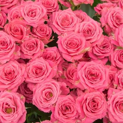 赤いばらが咲き誇る深紅色のフローラルテクスチャ背景の写真