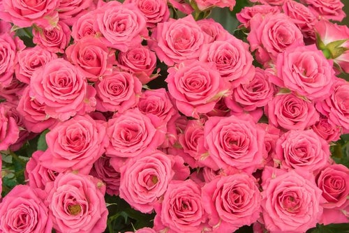 ピンクの薔薇のテクスチャの写真